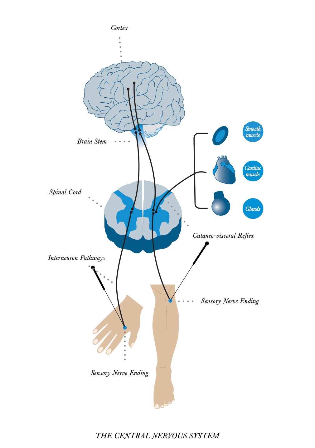 Schema van acupunctuur werking via zenuwstelsel